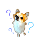 チワワのみーちゃん（個別スタンプ：2）