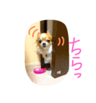 チワワのみーちゃん（個別スタンプ：3）