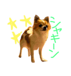 チワワのみーちゃん（個別スタンプ：4）