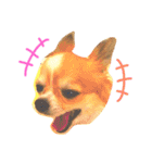 チワワのみーちゃん（個別スタンプ：5）