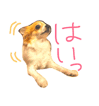 チワワのみーちゃん（個別スタンプ：7）