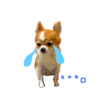 チワワのみーちゃん（個別スタンプ：8）