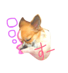 チワワのみーちゃん（個別スタンプ：9）
