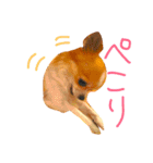チワワのみーちゃん（個別スタンプ：10）