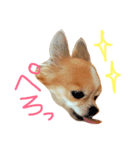 チワワのみーちゃん（個別スタンプ：11）