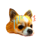 チワワのみーちゃん（個別スタンプ：13）