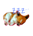 チワワのみーちゃん（個別スタンプ：16）