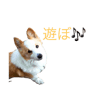 ウェルシュコーギー レオン（個別スタンプ：6）