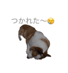 ウェルシュコーギー レオン（個別スタンプ：7）