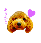 makatankobu（個別スタンプ：3）