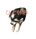 うp主ねらのペット（個別スタンプ：3）