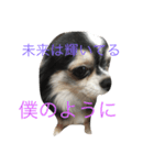うp主ねらのペット（個別スタンプ：5）