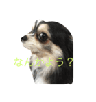 うp主ねらのペット（個別スタンプ：6）