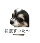 うp主ねらのペット（個別スタンプ：7）