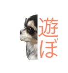 うp主ねらのペット（個別スタンプ：8）