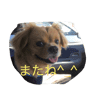 マックス ファミリー（個別スタンプ：8）