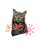 chipと愉快な仲間達（個別スタンプ：3）