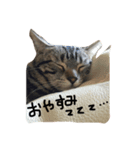 chipと愉快な仲間達（個別スタンプ：8）