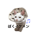 シロクマみたいな白猫シエル（個別スタンプ：1）