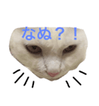 シロクマみたいな白猫シエル（個別スタンプ：2）