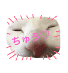 シロクマみたいな白猫シエル（個別スタンプ：3）