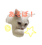 シロクマみたいな白猫シエル（個別スタンプ：4）