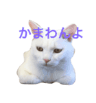 シロクマみたいな白猫シエル（個別スタンプ：5）