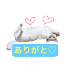 シロクマみたいな白猫シエル（個別スタンプ：8）