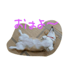 ヘソ天コーギーズ（個別スタンプ：1）