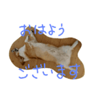 ヘソ天コーギーズ（個別スタンプ：2）