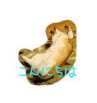 ヘソ天コーギーズ（個別スタンプ：3）