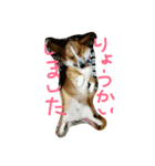ヘソ天コーギーズ（個別スタンプ：8）