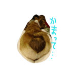 ヘソ天コーギーズ（個別スタンプ：9）