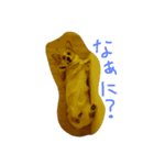 ヘソ天コーギーズ（個別スタンプ：10）