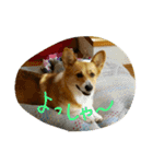 ヘソ天コーギーズ（個別スタンプ：13）