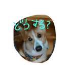 ヘソ天コーギーズ（個別スタンプ：16）