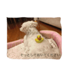 マルチーズのアロマちゃん（個別スタンプ：1）