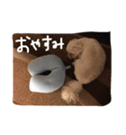 マルチーズのアロマちゃん（個別スタンプ：4）