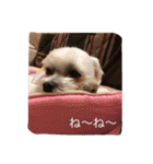 マルチーズのアロマちゃん（個別スタンプ：15）