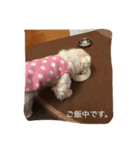 マルチーズのアロマちゃん（個別スタンプ：18）