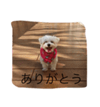 マルチーズのアロマちゃん（個別スタンプ：19）