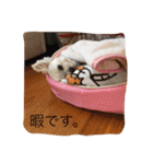 マルチーズのアロマちゃん（個別スタンプ：21）