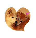 柴犬兄弟 マメタロウとポテチ（個別スタンプ：1）