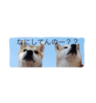 柴犬兄弟 マメタロウとポテチ（個別スタンプ：2）