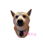 柴犬兄弟 マメタロウとポテチ（個別スタンプ：3）