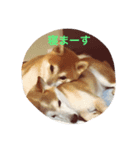 柴犬兄弟 マメタロウとポテチ（個別スタンプ：5）