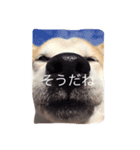 柴犬兄弟 マメタロウとポテチ（個別スタンプ：6）
