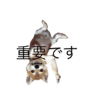 柴犬兄弟 マメタロウとポテチ（個別スタンプ：7）