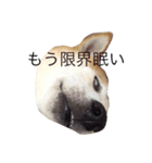 柴犬兄弟 マメタロウとポテチ（個別スタンプ：8）