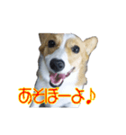 はなこの仲間たち☆（個別スタンプ：1）